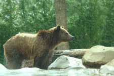 Grizzly medve után úszni