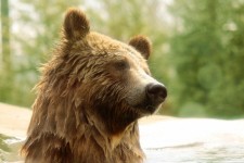 Medvěd grizzly portrét