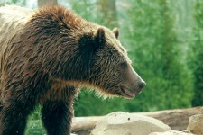Grizzlybär Profil