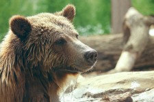 Niedźwiedź grizzly pływanie 4