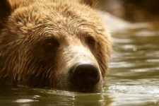 Natación del oso grizzly