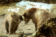 Grizzly Bears Playing 2
