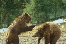 Медведи гризли играют 4
