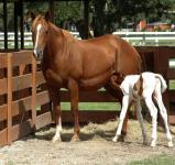 Horse Feeding Her Baby