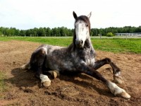 Cavallo Getting Up