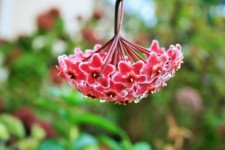 Hoya or waxplant flower