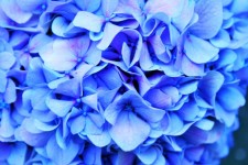 Image hortensia bleu teinté