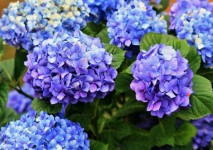 Hortenzia lila és kék