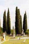 Italienska Cypress Trees