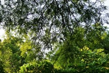Jacaranda Tree Overhang