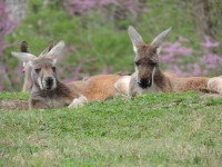 Kangoeroes met paarse bloem