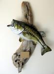 Mare Mouth Bass Mount