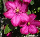 Grote roze clematis