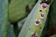Lesions On Prickly Pear Leaf