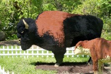 Lego bufalo e vitello
