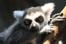 Lemur portré