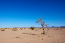 Lipsit de viață Desert copac