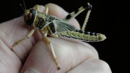 Locust hmyzu