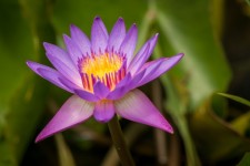 De lotusbloem