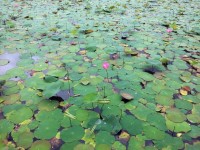 Hojas de loto en el estanque
