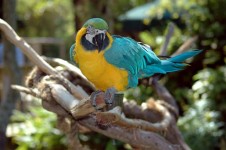 Macaw papegaai