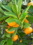 Mandarin Fruit Tree And Fruit
