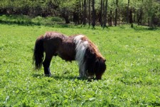 Miniature Pony Stallion