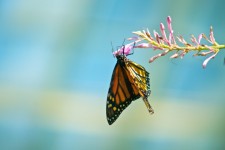 Monarch vlinder op bloem
