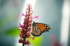 Monarch Butterfly Flower Pink