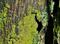 Moss and lichen on tree trunk 2