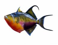 Monté Reine Triggerfish