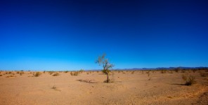 Alleen Boom in de Woestijn