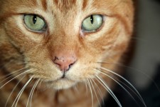 Orange Katze Gesicht