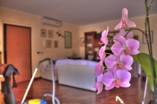 Розовая орхидея в цвету