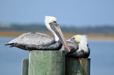 Pelicanos de descanso