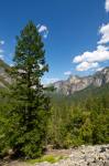Pine Tree și Cascada
