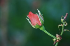 Rózsaszín rózsa bud