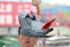 Playful Parrot