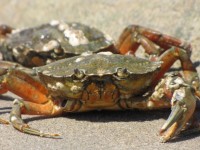 Portrait d'un crabe