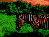 Posterized Zebra # 1