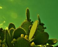 Cactusvijg bush getint met groene