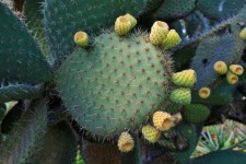 Cactusvijg blad