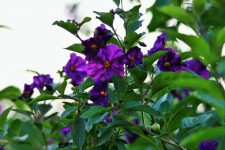 Purple flowers on potato bush
