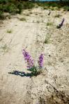 Purple Wildflower i Idaho