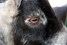 Pygmy Goat Eye