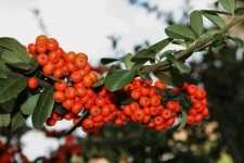 Pyracantha arbust & portocaliu fruct