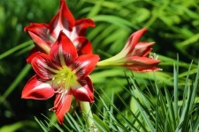 Red And White Lilies