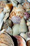 Conchas do mar recolhidos na praia