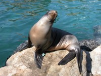 Seal bei Aquarium