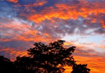 Seringa tree and fiery sky